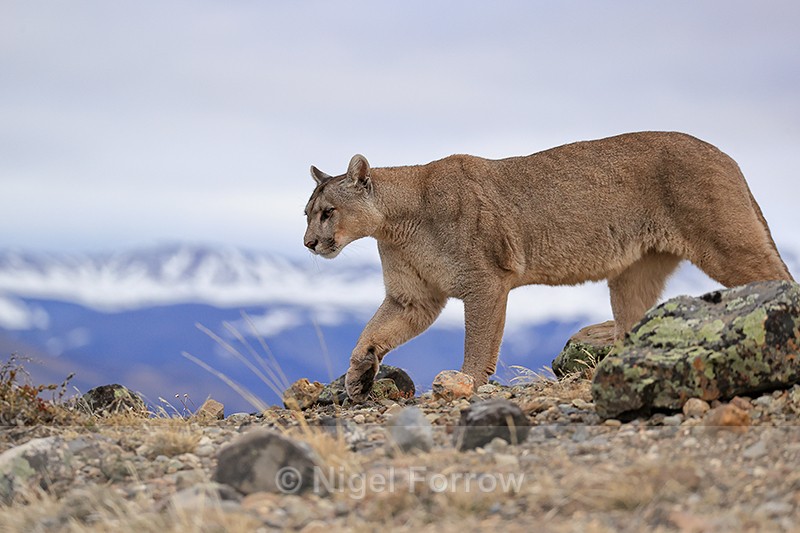 Walking close with female Puma Petaca, Torres del Paine, Chile - Puma