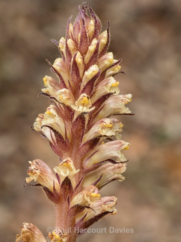 Ivy broomrape (Orobanche hederae) - Wild Flowers - 1