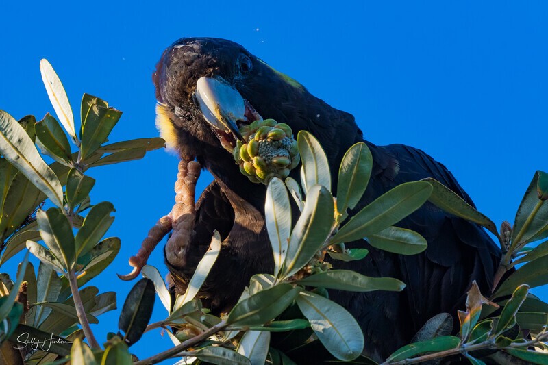 Yellow-tailed Black-cockatoo Female Eating 3 0A3A8223 - Black Cockatoos