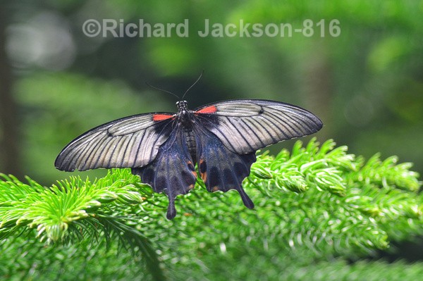 Mormon Butterfly - Butterfly Gallery