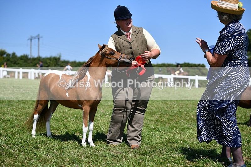 DSC_7028 - Class 59: Miniature Horse Yearling