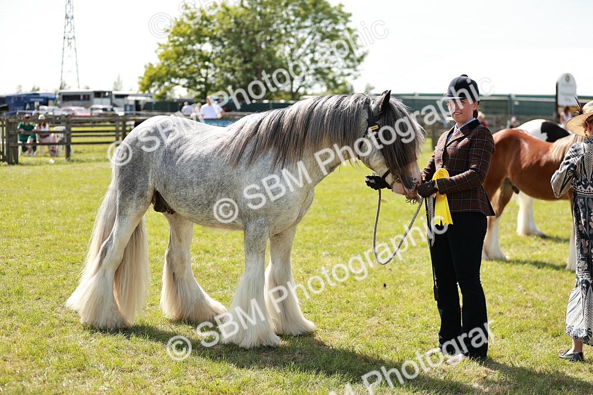 SBM_08701 - Class 63-65 - Traditional Gypsy Cobs In Hand & Ridden