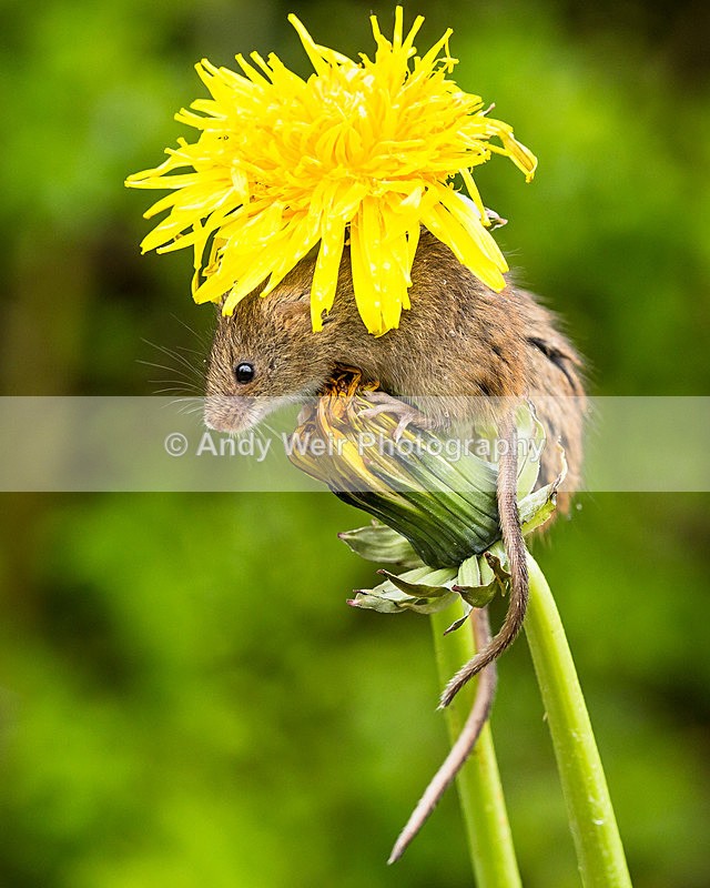 20140405-3K8A9847 - Harvest Mouse