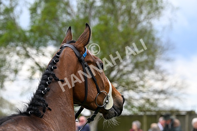 150426-Race 3-Bayside-6275 - Race 3