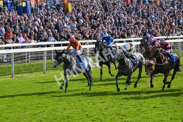111025-Race 2-Grey Cuban-8304 - Race 2 Coral 'Pipped At The Post' Handicap at York