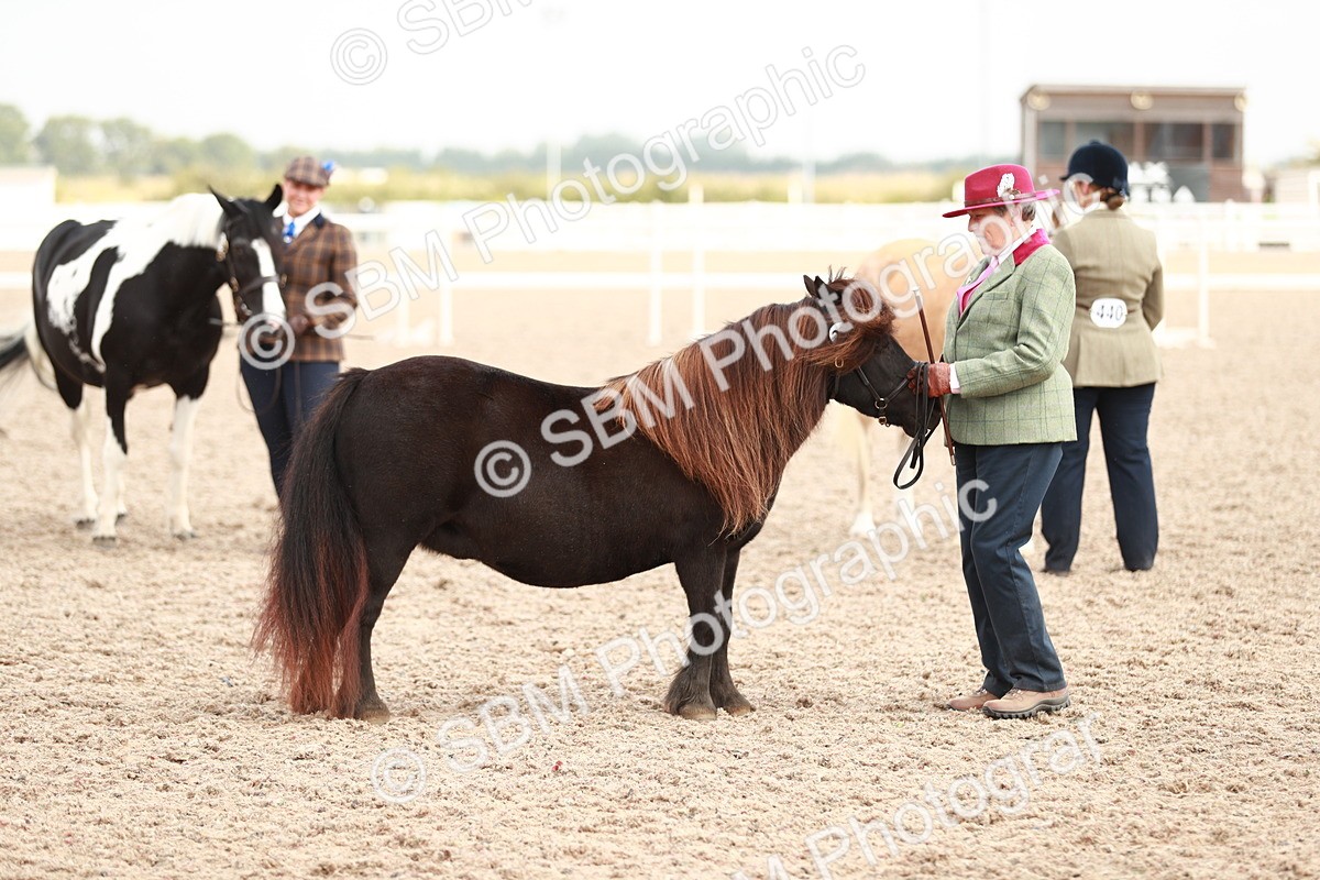 SBM_11894 - Class 206 IH Non Show Type Pony