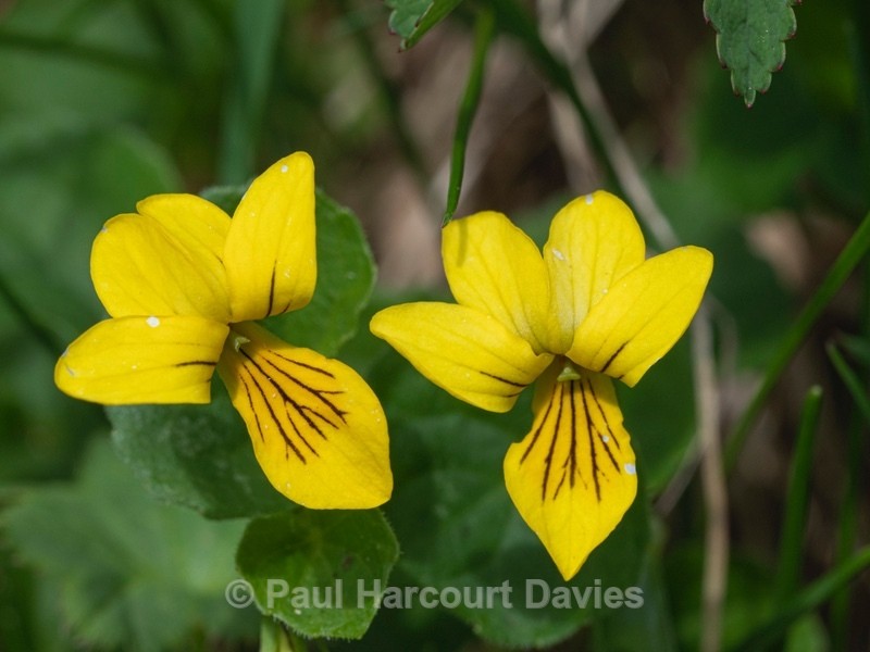 Yellow wood violet (Viola biflora) - Flower Portraits