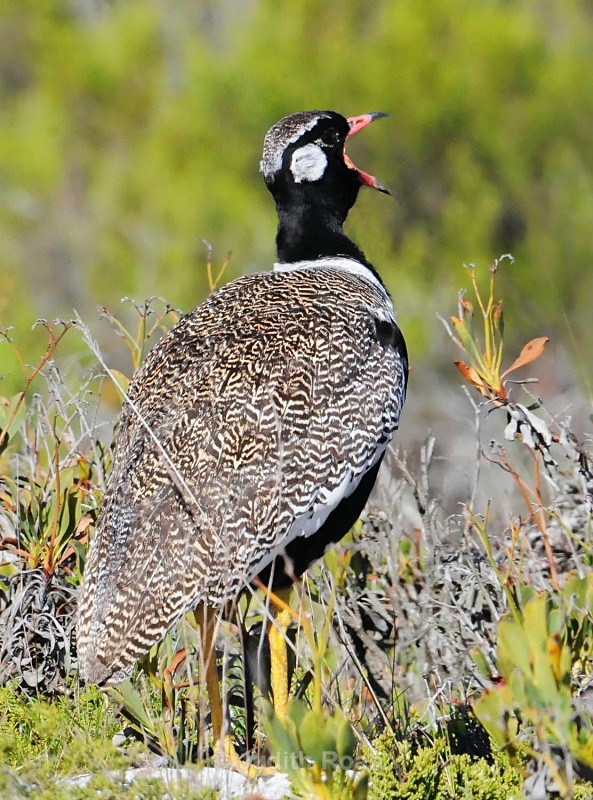 Black Kohraan singing - South Africa Birds and Mammals