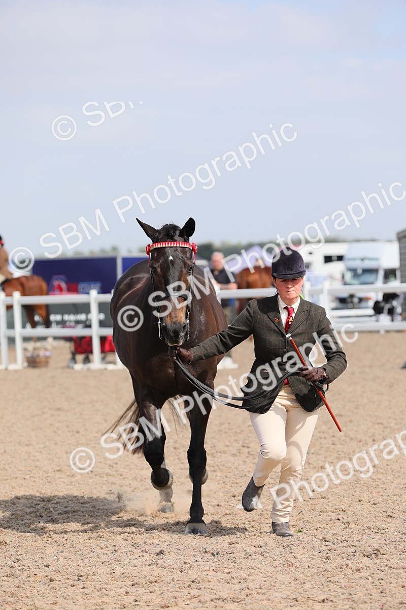 SBM_15801 - Class 312 IH Competition Horse/Pony