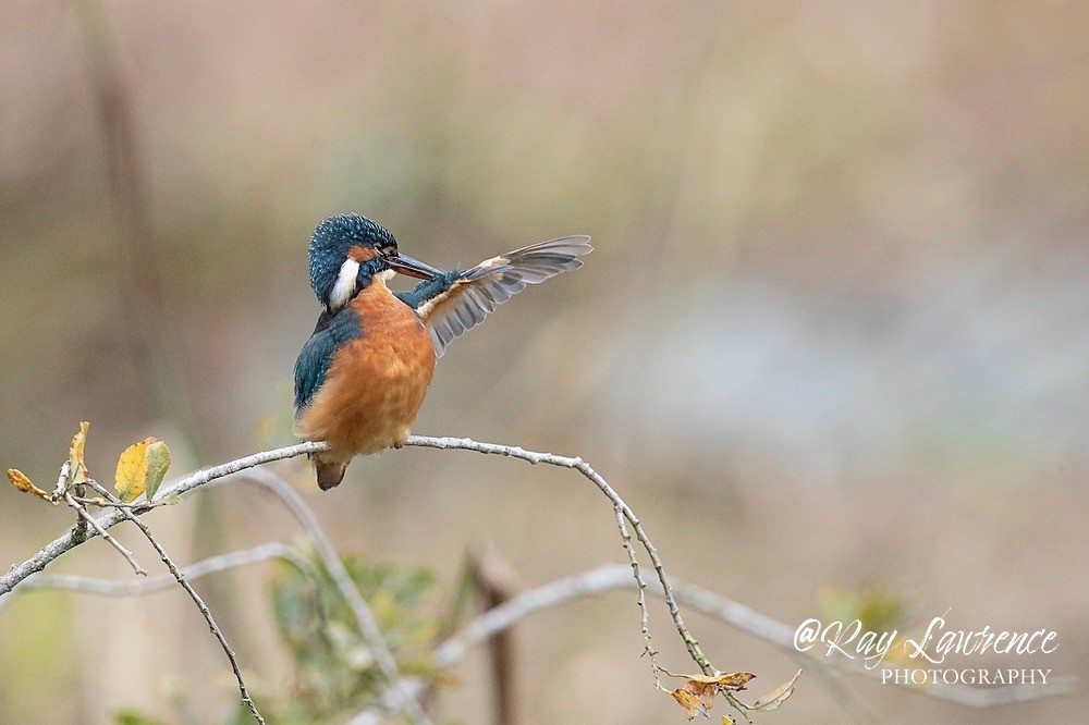 Kingfisher Alcedo Atthis065 - Kingfishers