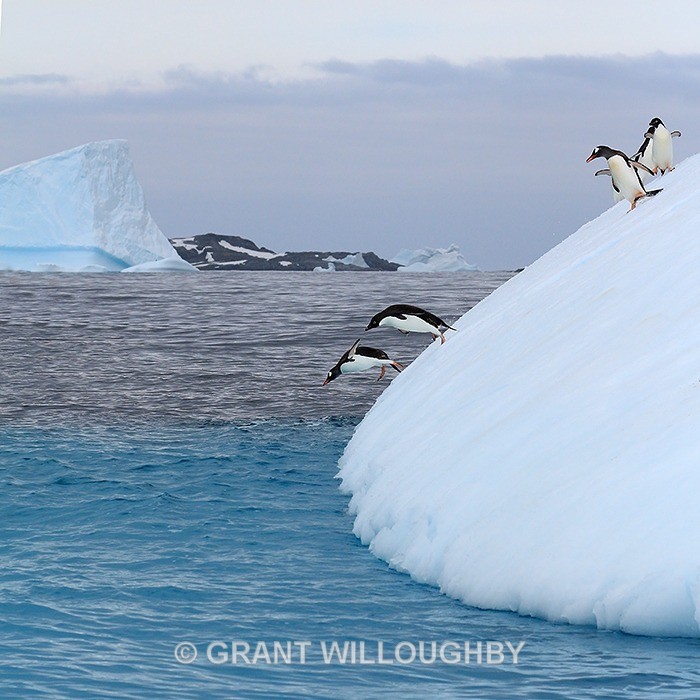 penguin_leap_IMG_0312A - Antartica