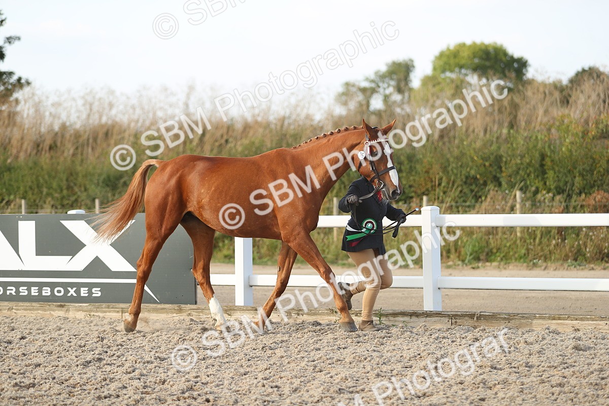 SBM_08726 - Class 28 - IH Veteran Horse