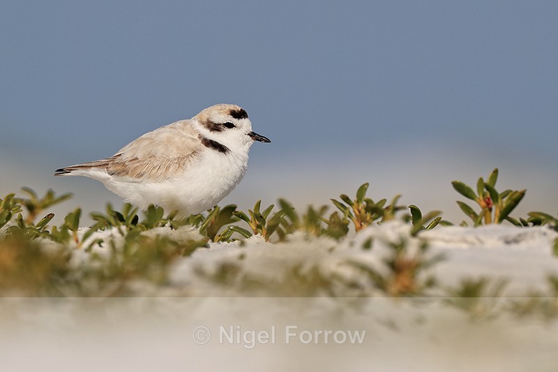 Snowy Plover, Fort De Soto Park, Florida - Snowy Plover