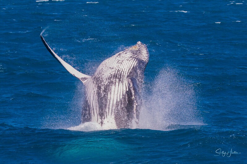 0A3A4730 - 2024 Hervey Bay Whales