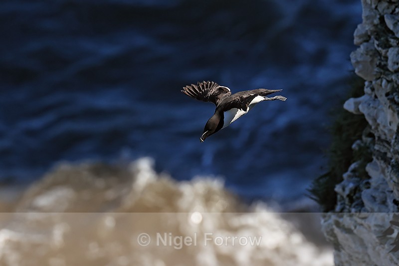Razorbill takes off from cliff, Flamborough Head, Yorkshire - Razorbill