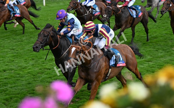 230825-285 Dain Ma Nut In - Race 7 5.20pm Sky Bet Steve Birch Finale Handicap
