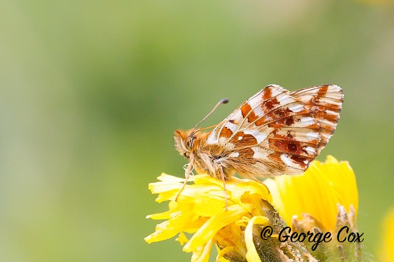 shepherds fritillary pyrenees