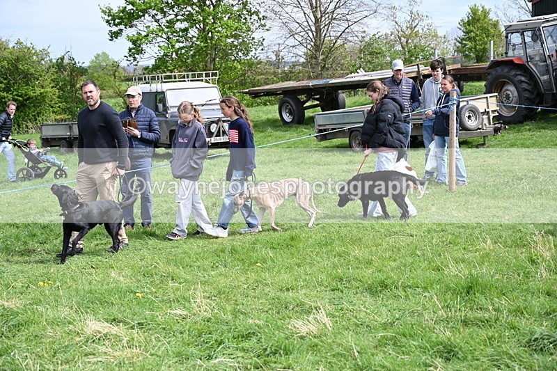 WJ6_8860 - Class 8 Best Working / Gun Dog or Bitch