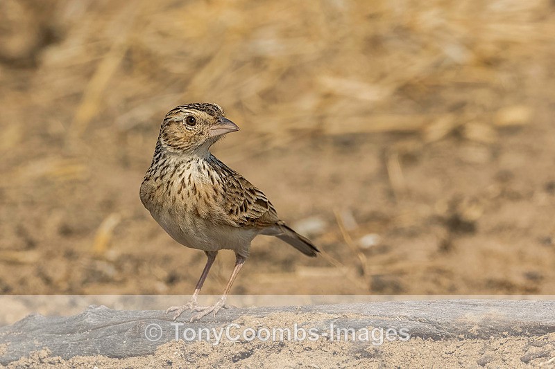 Bush Pipit - Mana Pools ~ The Birds