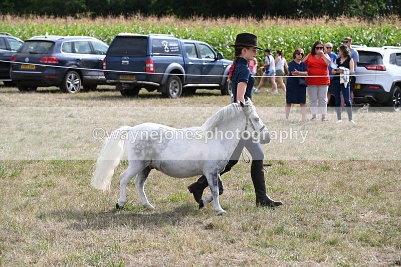 WJ6_7079 - Class 21 Shetland & Mini Horses
