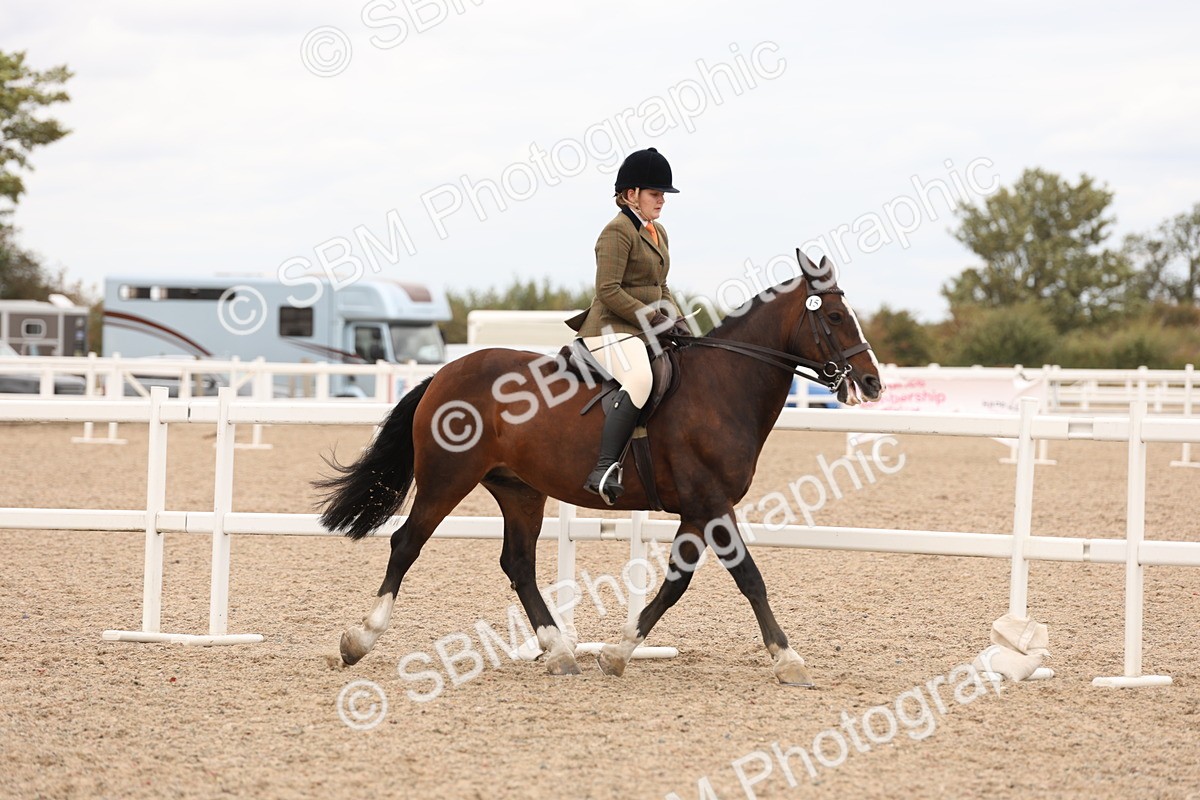SBM_19514 - Class 215 - Ridden Show cob
