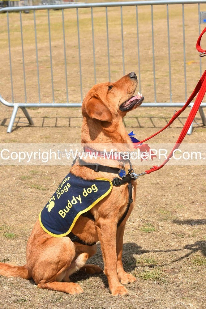 SH4_0213 - Dog show.