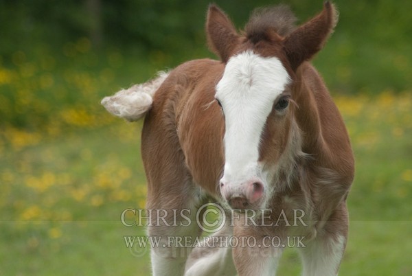 ryecroft-15 - Clydesdales 2013 Include Foals