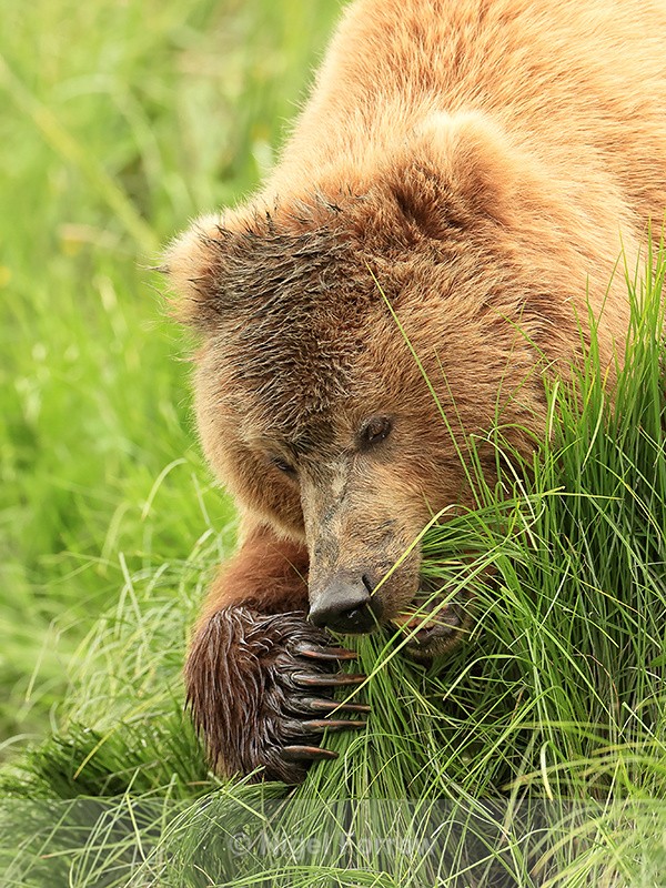 Brown Bear (female) grazing close view, Silver Salmon Creek, Alaska - Brown Bear