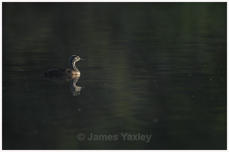 Grebe Chick  - Latest Work