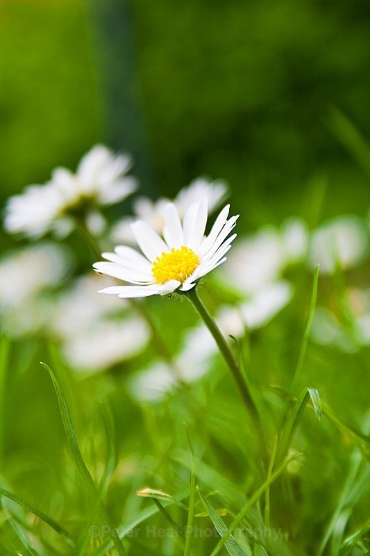 Daisy