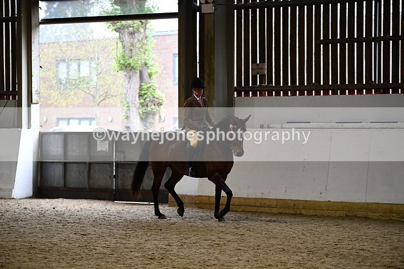 WJ5_8911 - Class 15 Ridden Show Horse