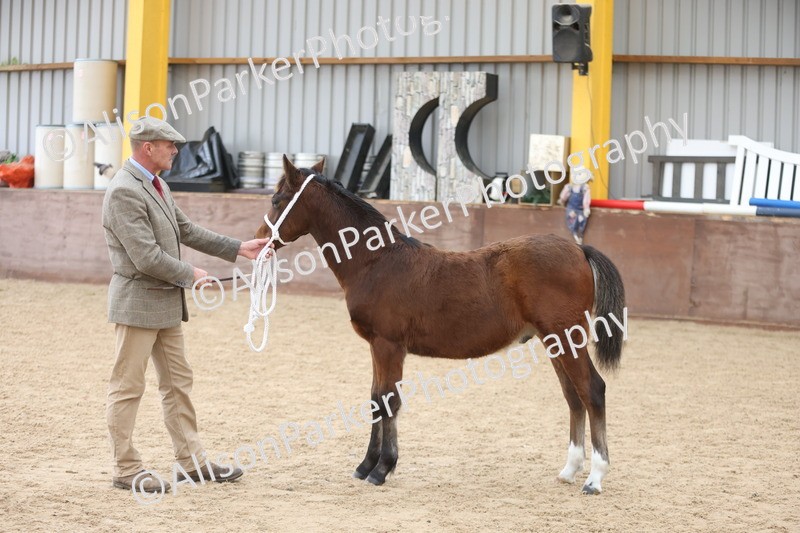 20251109-0800 - Class 24 - Foals