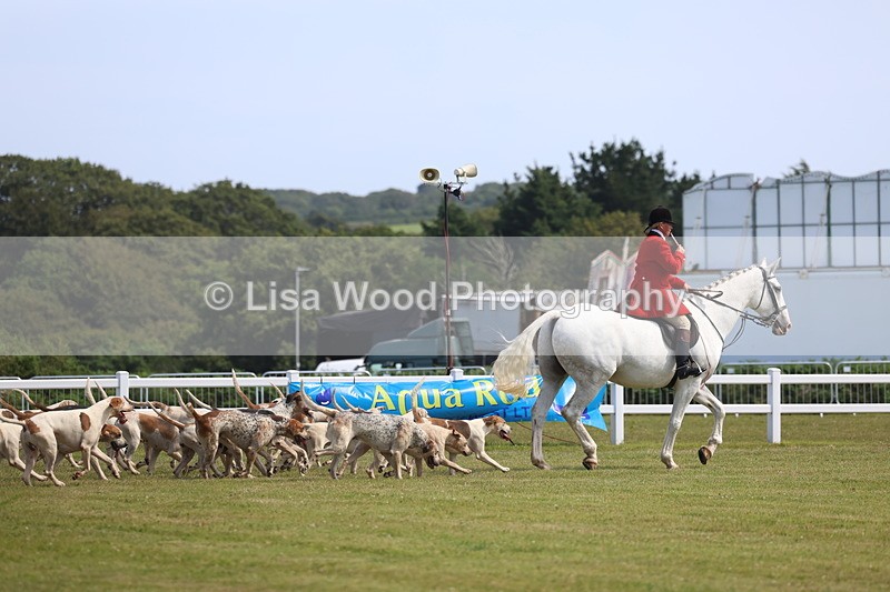 3E7A0142 - Parade of Hounds