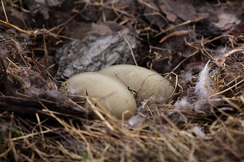 Eider duck eggs 1861 - Summer time