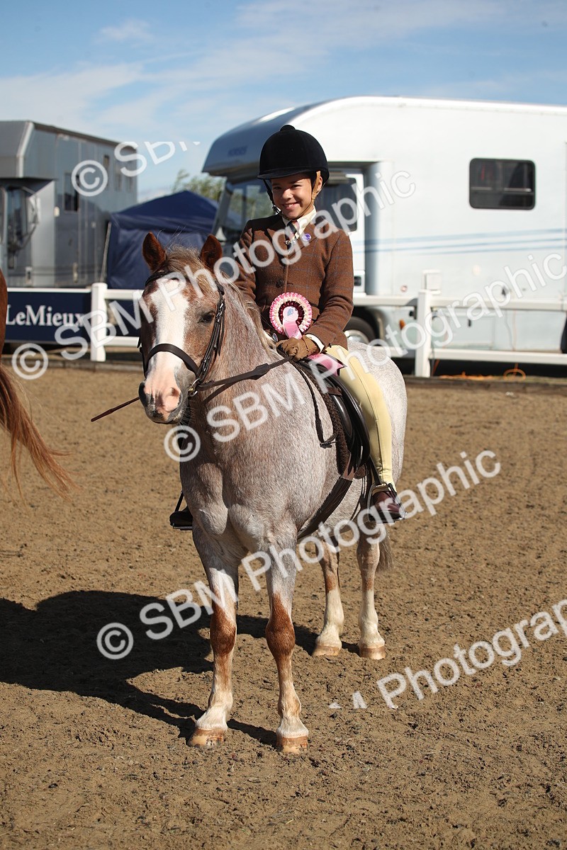 SBM_12790 - Class 504b - Junior Working Veteran - 40cm (20+)