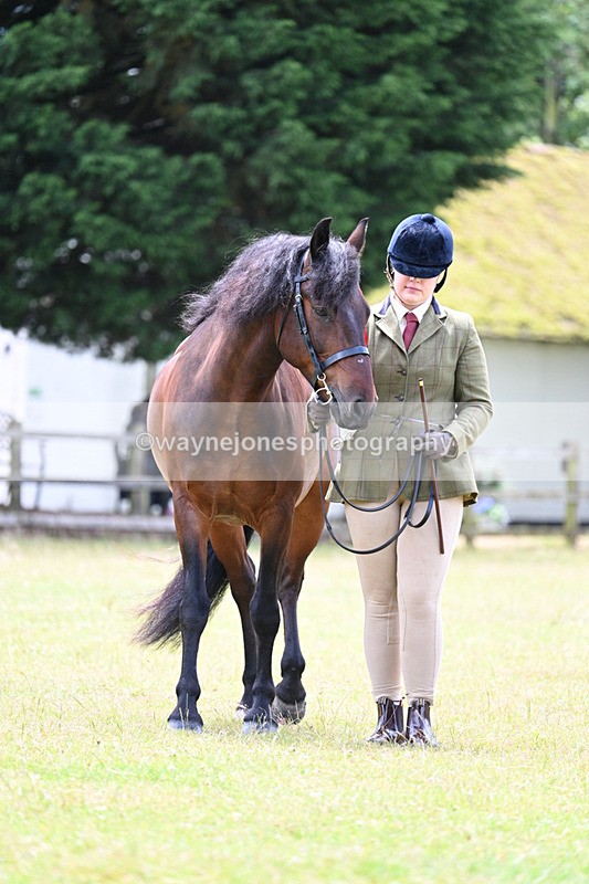 WJ7_6685 - Class 5 Handsome Gelding in hand