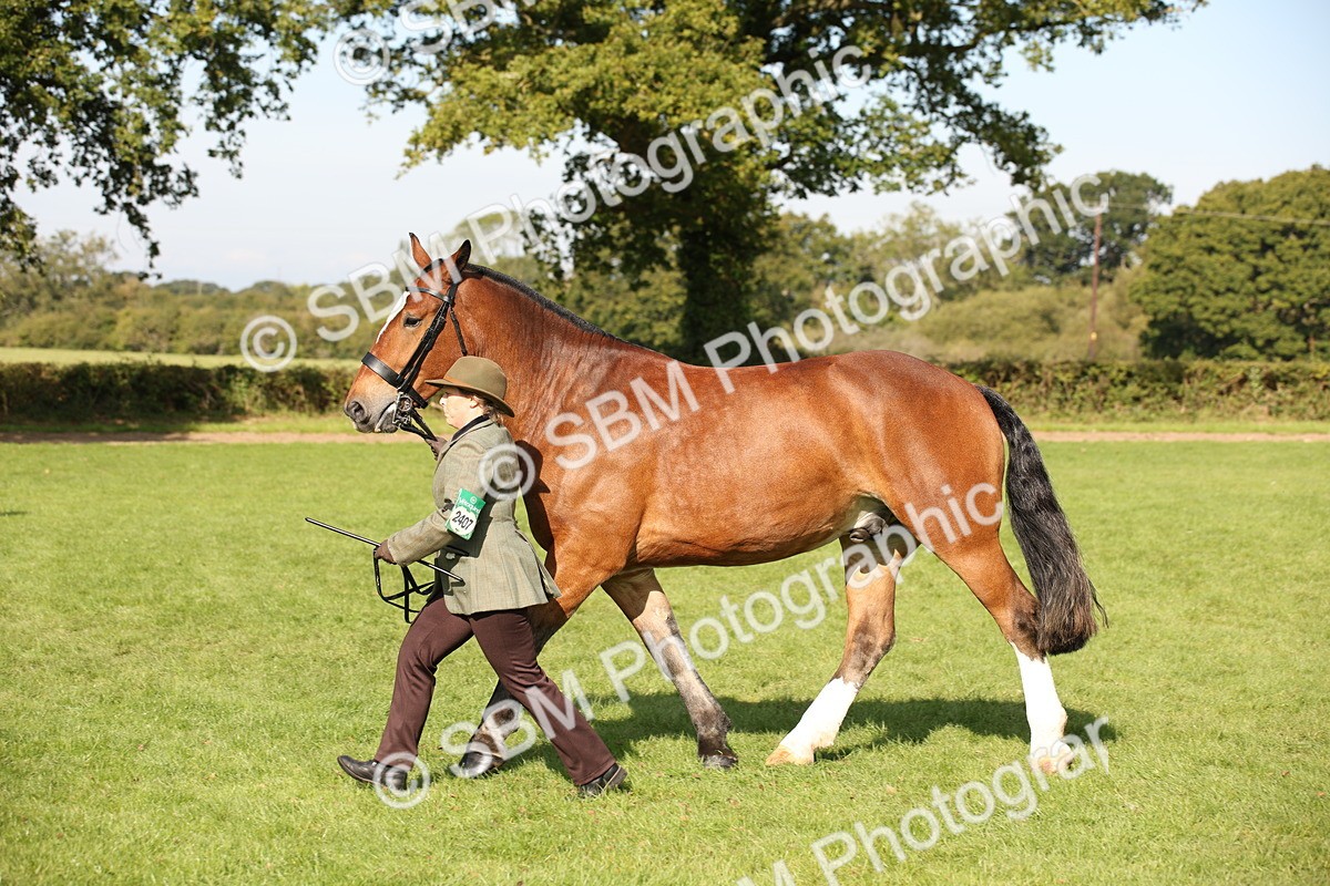 SBM_61202 - S54 - Show Cob In Hand
