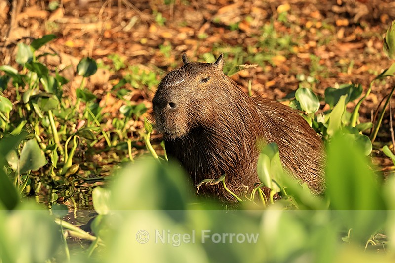 Capybara (male) amongst floating water hyacinth, Corixo Negro, Brazil - Capybara