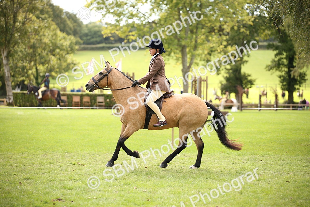 SBM_42339 - S13 - Pony Club Pony