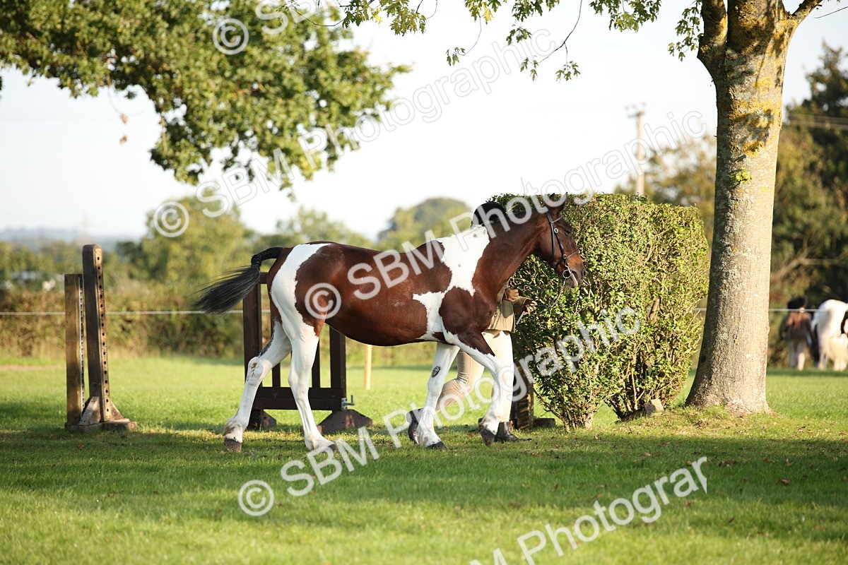 SBM_58699 - S51 - Piebald & Skewbald Horse In Hand