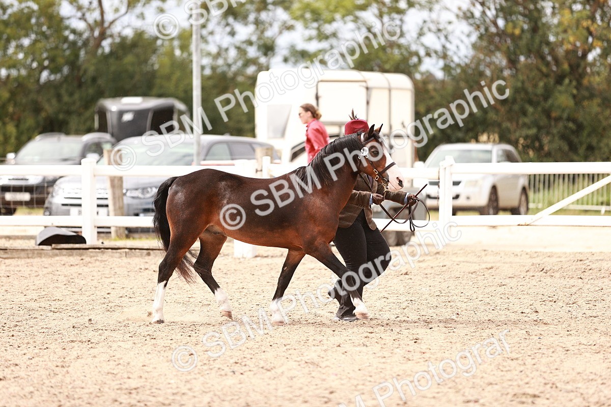 SBM_16308 - Class 413 - Best Condition - Adult