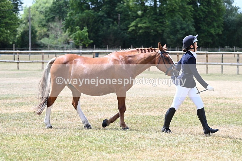 WJ7_1954 - Class 4a Prettiest Mare 14.2hh and over hand