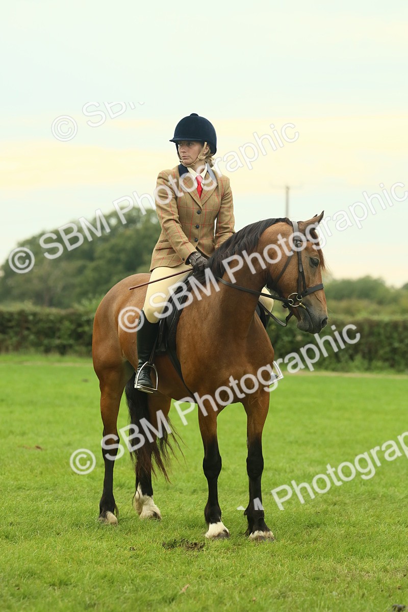 SBM_72231 - S60 - Mountain & Moorland Ridden Large Breeds