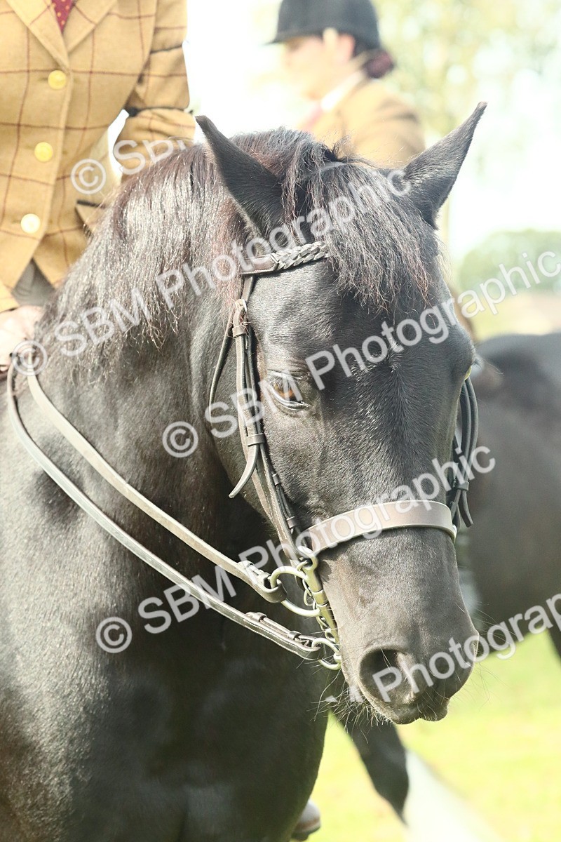 SBM_66737 - S34 - Rehabilitated Rescue Horse & Pony In Hand & Ridden