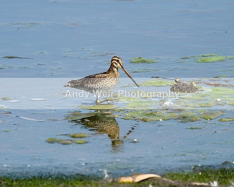 20110730-_MG_6426 - Common Snipe