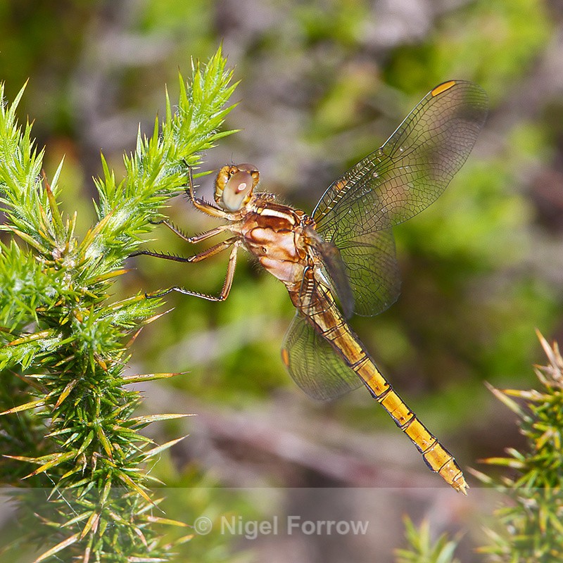 Keeled Skimmer (female) on Hartland Moor - INSECTS