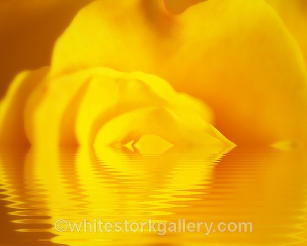 Melting Rose - Digital Art