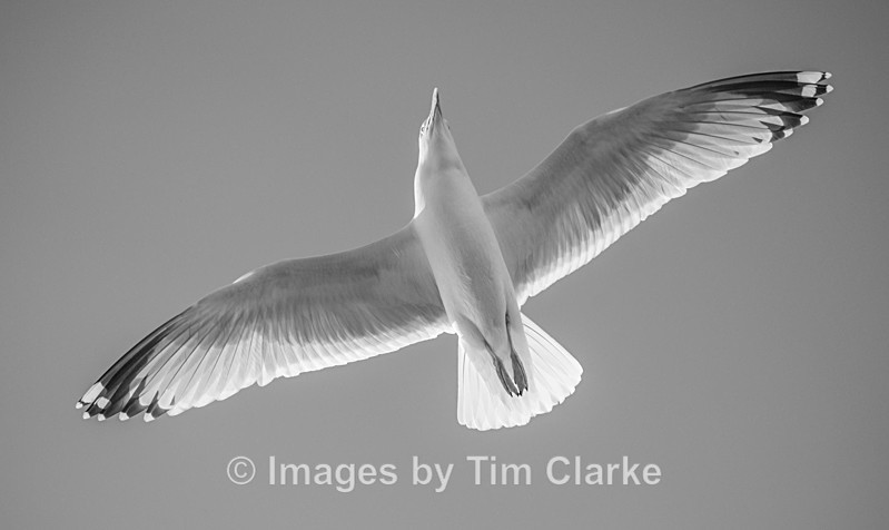 Seagull in flight 211432 - Wildlife