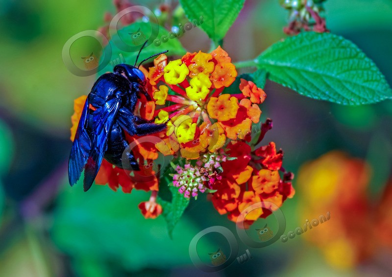 Indian Bee001 - Insects from around the world