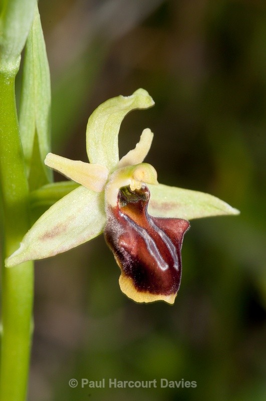  - Orchids - Crete